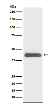 GATA1 Rabbit mAb