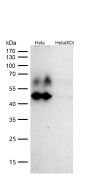 GATA3 Rabbit mAb [KD Validated] Antibody
