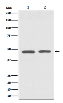 GATA3 Rabbit mAb [KD Validated]