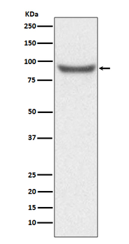XRCC1 Rabbit mAb Antibody