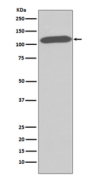 CD26 Rabbit Monoclonal Antibody
