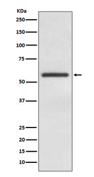 GATA4 Rabbit mAb Antibody