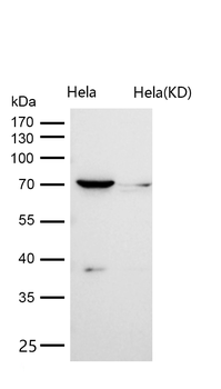 Ku70 Rabbit mAb [KD Validated] Antibody