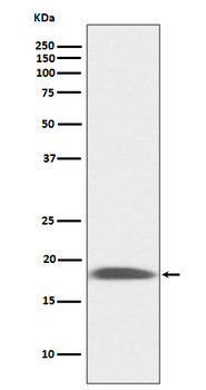 LY6A Rabbit Monoclonal Antibody