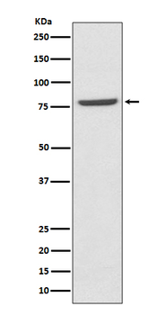 Mre11 Rabbit mAb Antibody
