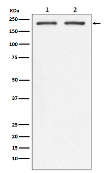 Integrin beta 4 Rabbit Monoclonal Antibody