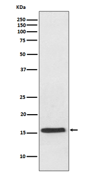 VAMP2 Rabbit mAb [KD Validated]
