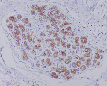 AQP1 Rabbit mAb [KD Validated] Antibody
