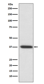 Rhodopsin Rabbit Monoclonal Antibody