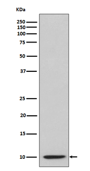 IP10 Rabbit mAb Antibody