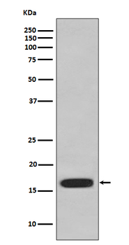 CD59 Rabbit mAb Antibody