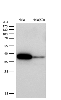 Annexin V Rabbit mAb [KD Validated] Antibody
