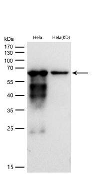 CD147 Rabbit mAb [KD Validated]