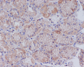 CD147 Rabbit mAb [KD Validated]