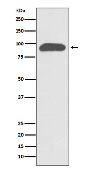 Chromogranin A Rabbit mAb Antibody