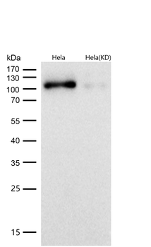 AhR Rabbit mAb [KD Validated] Antibody