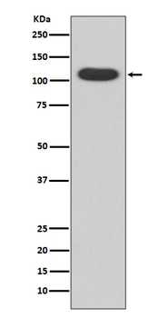 AhR Rabbit mAb [KD Validated] Antibody