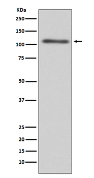 C3 Rabbit mAb Antibody