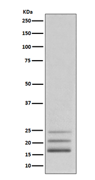 FGF2 Rabbit mAb Antibody