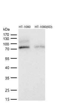 NUMB Rabbit mAb [KD Validated] Antibody
