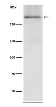 Dystrophin Rabbit mAb Antibody