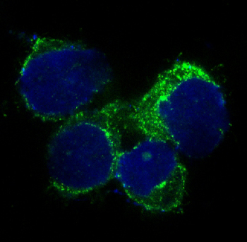 CD90 Rabbit mAb Antibody