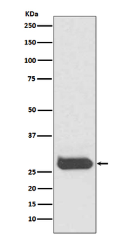 CD90 Rabbit mAb Antibody