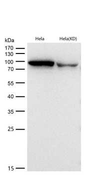 Argonaute 2 Rabbit mAb [KD Validated]