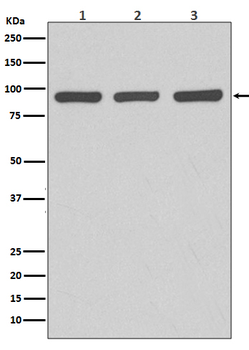 Argonaute 2 Rabbit mAb [KD Validated]
