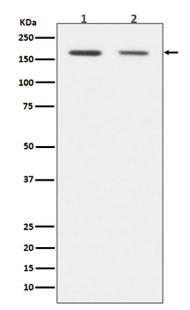 Dnmt1 Rabbit mAb Antibody
