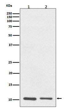 S100A10 Rabbit Monoclonal Antibody