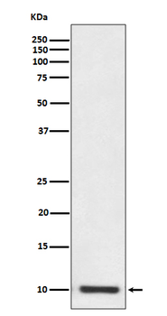 S100P Rabbit mAb