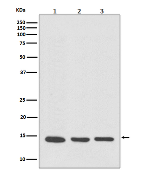 VAMP8 Rabbit mAb Antibody