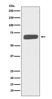 Collagen X Rabbit mAb
