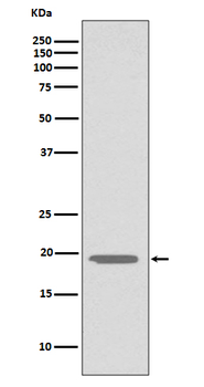 Glucagon Rabbit mAb Antibody