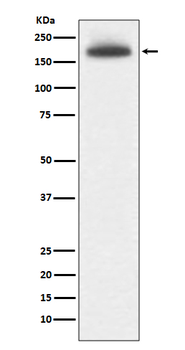 MRC1 Rabbit mAb Antibody