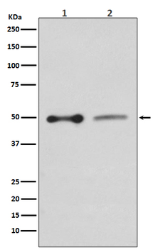 EBP50 Rabbit Monoclonal Antibody