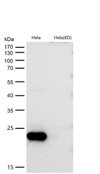 PRDX1 Rabbit mAb [KD Validated] Antibody