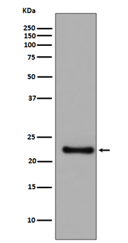 GPX1 Rabbit mAb Antibody