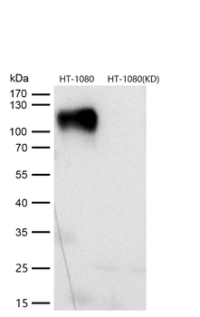 LAMP1 Rabbit mAb [KD Validated] Antibody