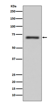 FUS/TLS Rabbit Monoclonal Antibody