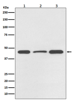 DUSP1 Rabbit mAb Antibody