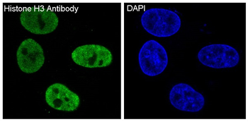 Histone H3 Rabbit mAb