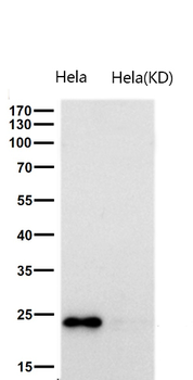 GPX1 Rabbit mAb Antibody