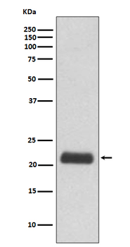 GPX1 Rabbit mAb Antibody