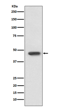 FOXP3 Rabbit mAb Antibody