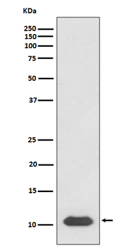 SDF1 Rabbit mAb Antibody