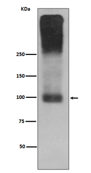 mGluR2 Rabbit Monoclonal Antibody