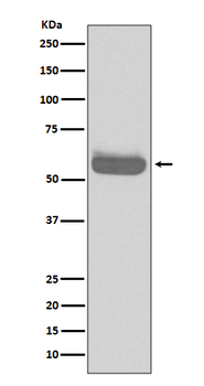 Occludin Rabbit mAb Antibody