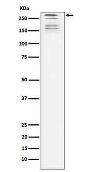 ARID1A Rabbit mAb [KD Validated]